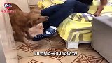 主人想偷懒不做饭，金毛犬的做法太棒了！打头功夫传承得很成功！