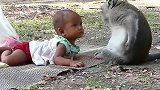 猴子照顾宝宝有功，主人买了火龙果奖励它，猴子一脸幸福