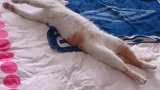 猫：还是主人这床上睡着舒服呀！