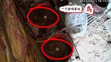 家里的鸡蛋只剩蛋壳，幸好装有摄像头，原来是“麻婆鸡”偷吃的