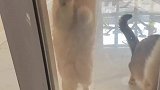 胖妹妹的日常金渐层猫