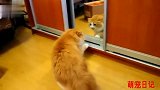 猫咪第一次照镜子太搞笑了，和自己打一架
