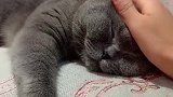 猫：下雨天不在家里睡觉还能干嘛啊！