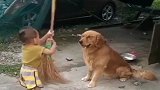 宝宝和金毛打架，金毛举起爪爪阻止！太有意思了