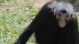 网友发现一只长着像人脸的猴子