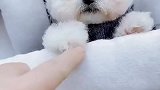 我被窝里的小可爱