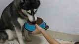 二哈挑食不吃饭，女主一亮刀二哈秒怂，太管用了！