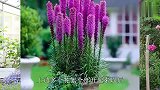 蛇鞭菊是一种在盛夏开花的根茎植物，开花紫色花期长，适合新手养