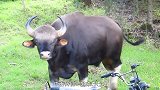 全世界“凶猛的牛”，体重高达1600斤，能轻松击杀狮子和老虎