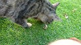 草地上玩耍的猫咪，看这探草丛的样子，还是很可爱的嘛！