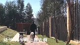 谁说哈士奇撒手就丢，这一只就是例外，它是标准的“癞皮狗”