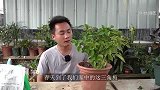 三角梅枝繁叶茂不开花？是催花“手法”不够纯熟