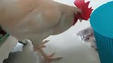公鸡：找找看，有没有什么好吃的！