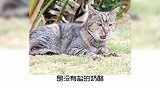 宠物冷知识：猫咪能吃哪些东西？