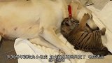 狗狗两年前欺负小老虎，如今再见面画风变了，老虎：感不感动
