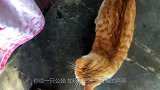 这橘猫，找不到小母猫就算了，还经常被公猫骑，听到叫声，我懂了