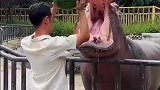 河马放大招，吓吓你们