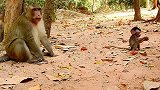 母猴不知好歹，面对好心人的施舍，甚至龇牙咧嘴来威胁！