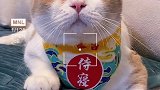 黄桃的治愈笑容来啦！ 黄桃不是猫   治愈系笑容  萌宠成精了  萌宠出道计划  吸猫