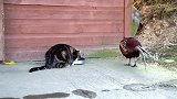 野鸡抢占猫食，猫也没有脾气，镜头拍下全过程