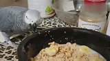 鹦鹉嫌主人做的饭不好吃，气的直摔东西，怎么办啊