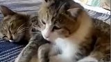 这猫就是个渣猫，才娶了媳妇一个星期，翻脸比翻书还快！