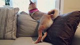 风姿绰约的柴犬二狗子，大摆pose