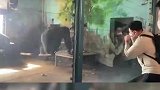 黑猩猩和游客互动，承包了动物园一天的快乐