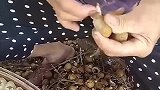 这手法真是厉害，居然这么轻松的取出龙眼肉，开眼了
