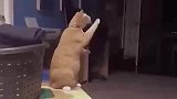 狗狗离世几小时，一起玩耍的猫猫做出这样的举动