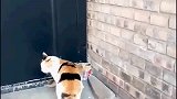 小猫：兄弟你现在知道啥叫后来者居上了吧！