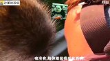 不合群的小猫咪加上被孤立的小鹦鹉，这搭配真绝妙