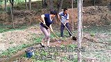 公婆天不亮就去浇树，儿媳和奶奶在家做好饭，婆婆回来直夸好