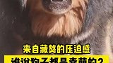来自藏獒的压迫感！谁说狗子都是蠢萌的？