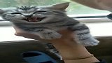 刚捡来的流浪猫，一摸它就这样，这也太萌了！