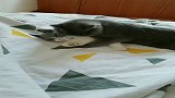 这对猫咪火了，恩爱秀的主人都看不下去了