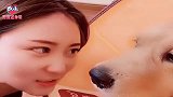 金毛大壮：这是什么品种，怎么比我还凶？下一秒忍住别笑！