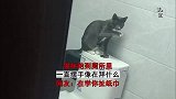 猫咪跑到厕所里，一直摆手像在拜什么，在学你扯纸巾