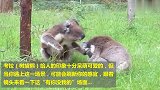 山路两只考拉正在打架，今天有你无我，围观人看得咋舌！
