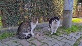在路上遇到两只流浪猫，走过去看看