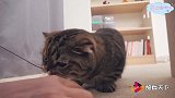 建国以后不是不让动物成精吗？这猫又是怎么回事