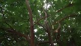 金灿灿的蜂巢就在眼前，村花可按耐不住，赶紧摘来吃蜂蜜吧