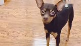 女主人说鹿犬戴项链太丑，狗狗立马拿家法要揍主人，太逗了