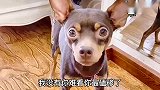 女主人说鹿犬戴项链太丑，狗狗立马拿家法要揍主人，太逗了