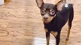 女主人说鹿犬戴项链太丑，狗狗立马拿家法要揍主人，太逗了