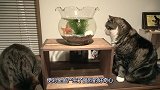 猫咪对小金鱼产生了兴趣，世界上最远的距离，就是和金鱼隔着玻璃