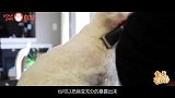 剃毛有助于宠物皮肤病恢复？这是真的吗？