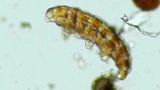 地球生物“水熊虫”经历了5次物种灭绝