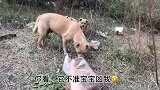 都说狗狗通人性，今天喂食流浪狗心酸了，母狗不让狗宝宝凶我！