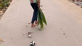 百公里油耗一把草